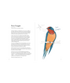 Field Guide to the Worst Birds Ever