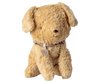 Small Puppy