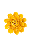 Burnt Yellow Empire Cabbage Flower