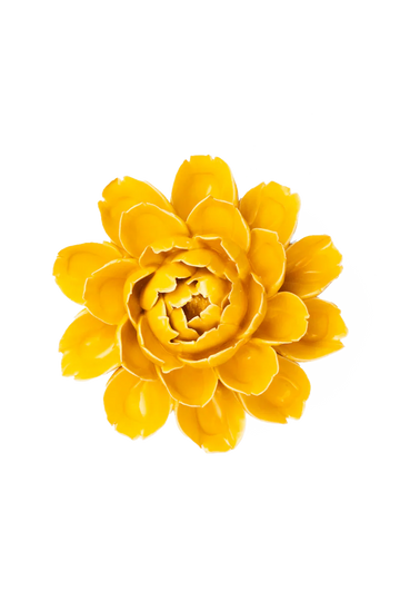 Burnt Yellow Empire Cabbage Flower