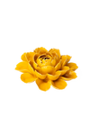 Burnt Yellow Empire Cabbage Flower