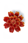 Orange Yellow Paris Daisy