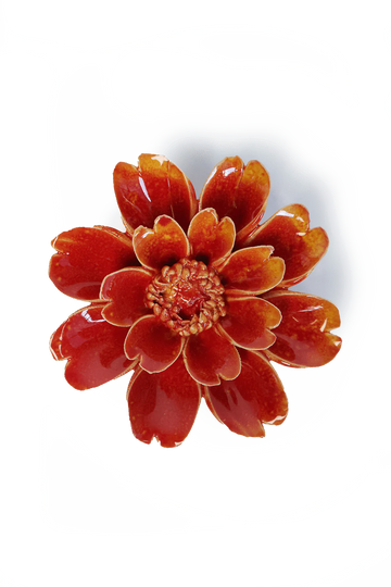 Orange Yellow Paris Daisy