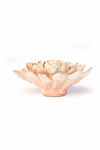 Peach Pink Madonna Azalea