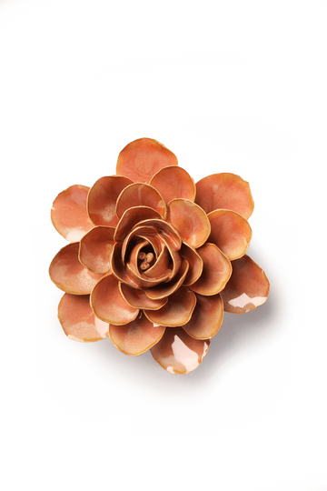 Peach Pink Begonia