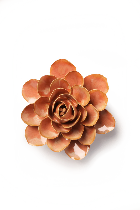Peach Pink Begonia