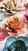 Peach Pink Begonia