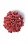 Blush Pink Tundra Carnation