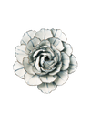 Blue White Keiko Peony