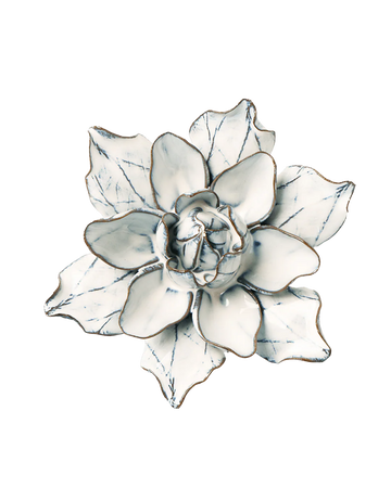 Blue White Columbine