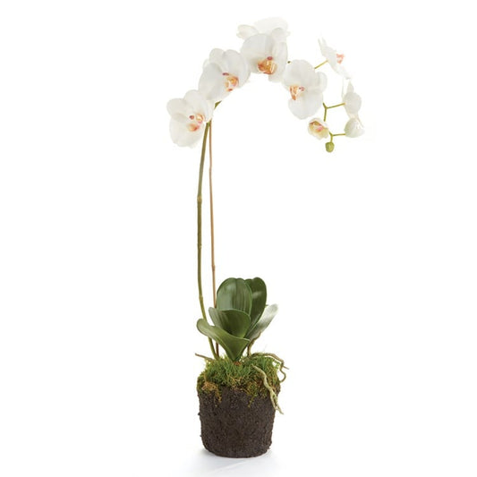 PHALAENOPSIS ORCHID DROP-IN 26"